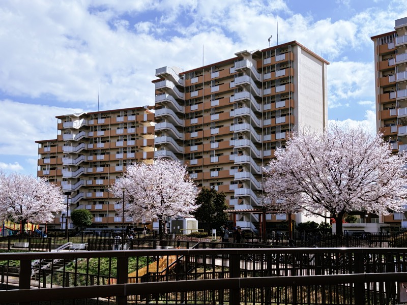 妙正寺川の桜（東京都中野区）