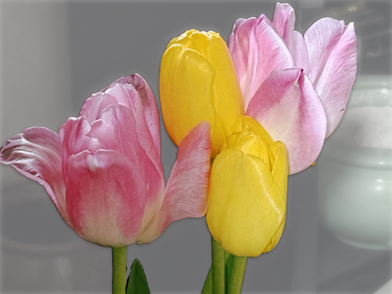 チューリップ画像